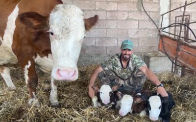 Campagnatico, tre vitelli gemelli per la Contessa del Tista