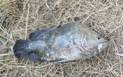 Un raro esemplare di pesce foglia pescato nel Parco della Maremma