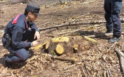 Taglia il bosco danneggiando le piante: multa da 60mila euro per una  ditta