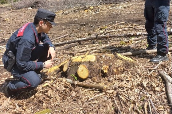 Taglia il bosco danneggiando le piante: multa da 60mila euro per una ditta