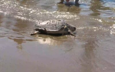 Torna in libertà Totta, la caretta caretta che era stata ferita da un amo