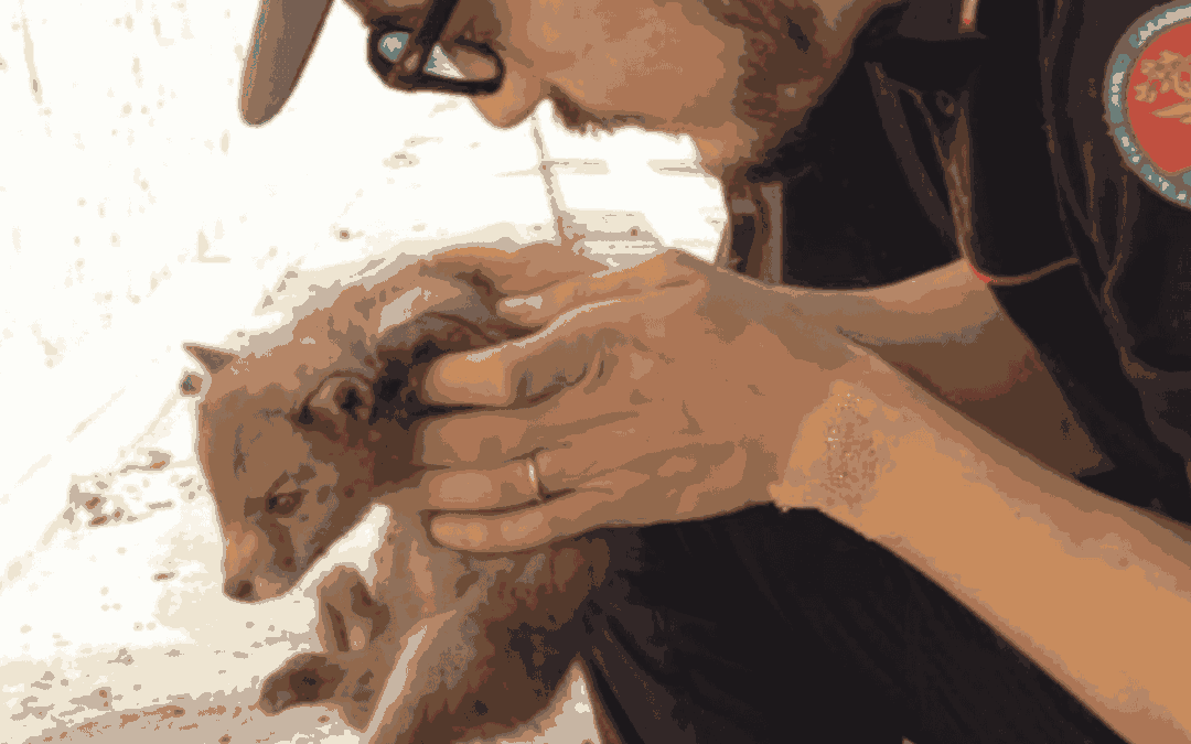 Cucciolo di volpe salvato dai Forestali sulla Grosseto-Siena