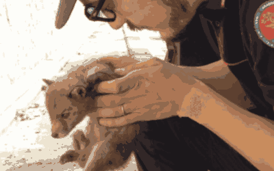 Cucciolo di volpe salvato dai Forestali sulla Grosseto-Siena